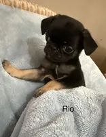 Rio, a female Pug for sale in Tracy, CA – 2 of 4