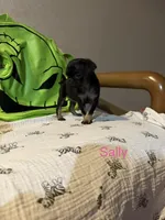 Sally Slater, a female Pug for sale in Tracy, CA – 2 of 8