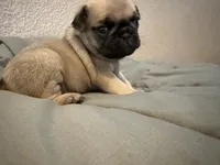 AKC Pepita, a female Pug for sale in Tracy, CA – 2 of 3