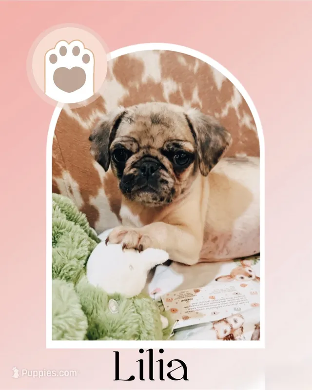 Lilia – Pug puppy for sale in Tracy, CA