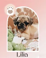 Lilia, a female Pug for sale in Tracy, CA – 1 of 7
