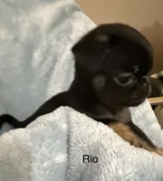 Rio, a female Pug for sale in Tracy, CA – 1 of 4