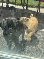 Mojo jojo, a male Pug for sale in Tracy, CA – 4 of 4