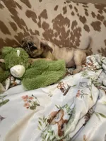 Lilia, a female Pug for sale in Tracy, CA – 2 of 7