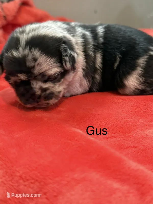 Gus – Pug puppy for sale in Tracy, CA