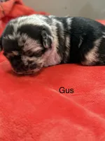 Gus, a male Pug for sale in Tracy, CA – 1 of 3