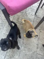 Mojo jojo, a male Pug for sale in Tracy, CA – 2 of 4