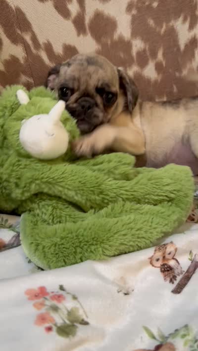 Lilia, a female Pug for sale in Tracy, CA – 7 of 7