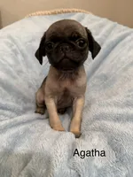 Agatha, a female Pug for sale in Tracy, CA – 3 of 4