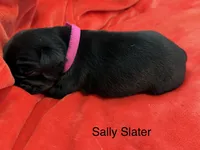 Sally Slater, a female Pug for sale in Tracy, CA – 2 of 3