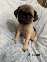 Sharon, a female Pug for sale in Tracy, CA – 3 of 4