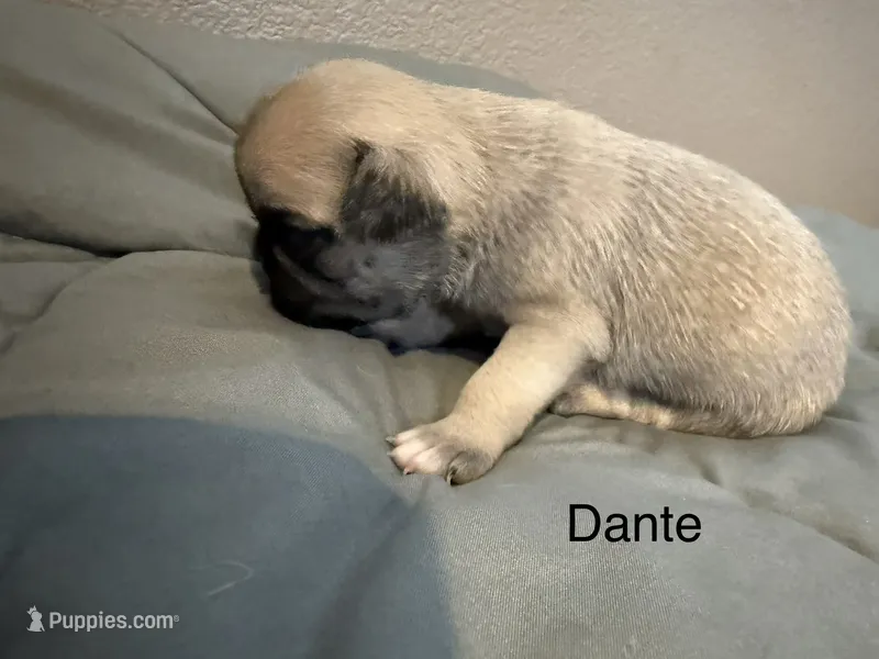 AKC Dante – Pug puppy for sale in Tracy, CA