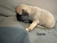 AKC Dante, a male Pug for sale in Tracy, CA – 1 of 2