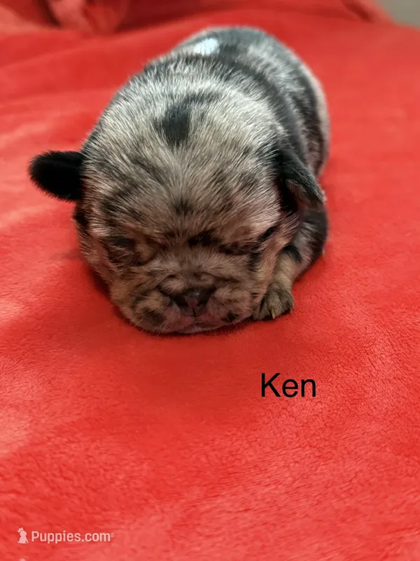 Ken – Pug puppy for sale in Tracy, CA