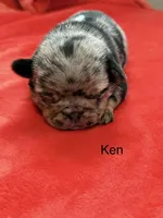 Ken, a male Pug for sale in Tracy, CA – 1 of 3