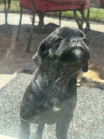 Mojo jojo, a male Pug for sale in Tracy, CA – 3 of 4