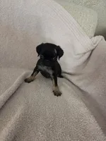 Sally Slater, a female Pug for sale in Tracy, CA – 5 of 8