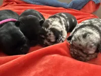 Sally Slater, a female Pug for sale in Tracy, CA – 3 of 3