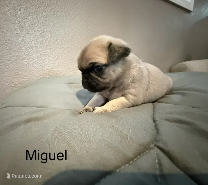 AKC Miguel – Pug puppy for sale in Tracy, CA