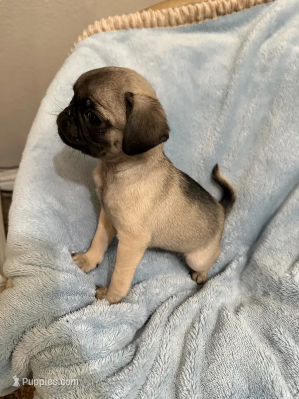 Sharon – Pug puppy for sale in Tracy, CA