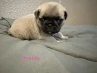 AKC Imelda, a female Pug for sale in Tracy, CA – 2 of 3