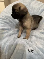 Billy, a male Pug for sale in Tracy, CA – 3 of 4