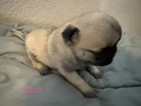 AKC Coco, a female Pug for sale in Tracy, CA – 2 of 3