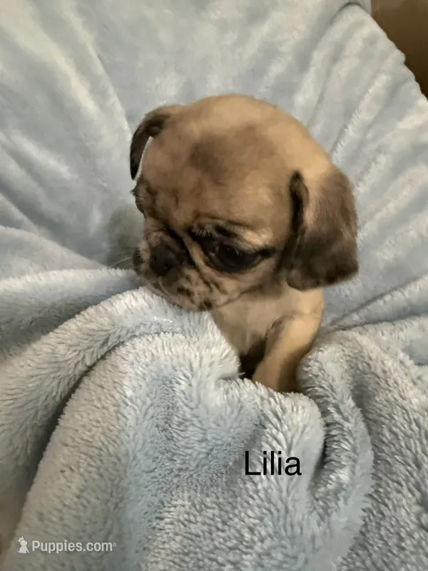 Lilia – Pug puppy for sale in Tracy, CA