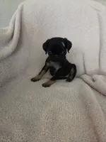 Sally Slater, a female Pug for sale in Tracy, CA – 4 of 8