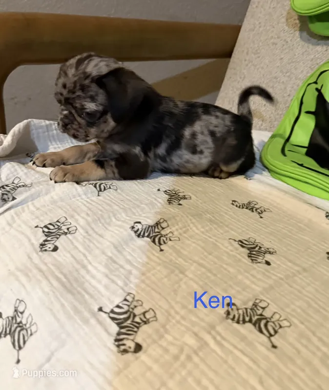 Ken – Pug puppy for sale in Tracy, CA