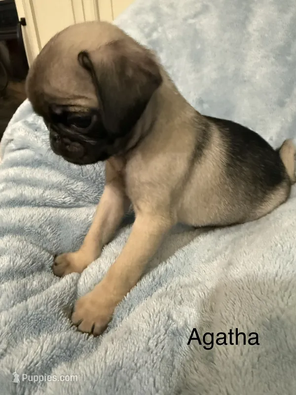 Agatha – Pug puppy for sale in Tracy, CA