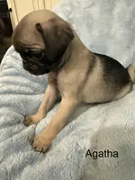 Agatha, a female Pug for sale in Tracy, CA – 1 of 4