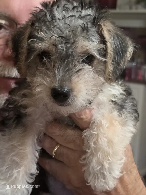Lil bit – Yorkipoo puppy for sale in Laurens, SC