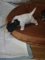 Pokey, a male Maltipoo and Yorkipoo for sale in Laurens, SC – 4 of 5