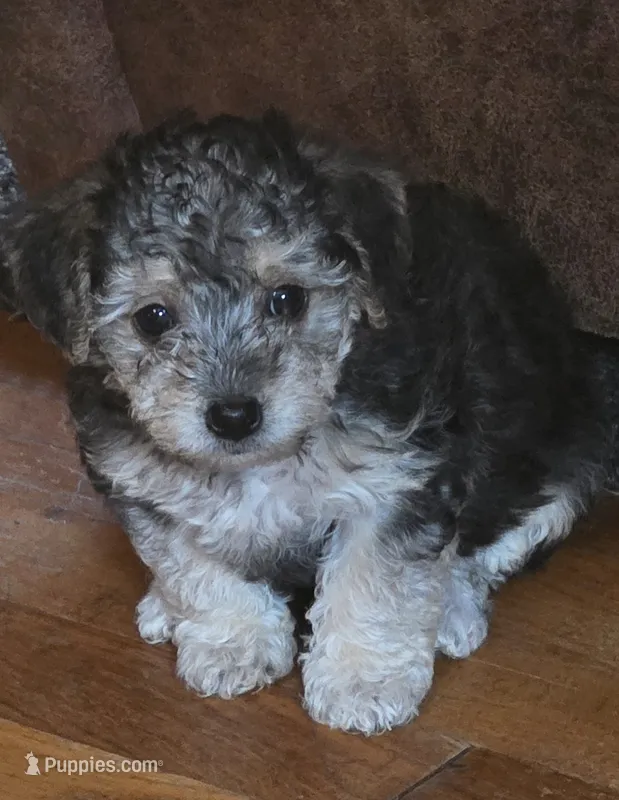 Lil bit – Poodle - Multi-Colored Standard, Yorkshire Terrier puppy for sale in Laurens, SC