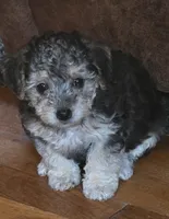 Lil bit, a female Poodle - Multi-Colored Standard and Yorkshire Terrier for sale in Laurens, SC – 1 of 5