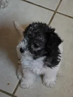 Pokey, a male Maltipoo and Yorkipoo for sale in Laurens, SC – 3 of 5