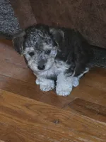 Lil bit, a female Poodle - Multi-Colored Standard and Yorkshire Terrier for sale in Laurens, SC – 3 of 5