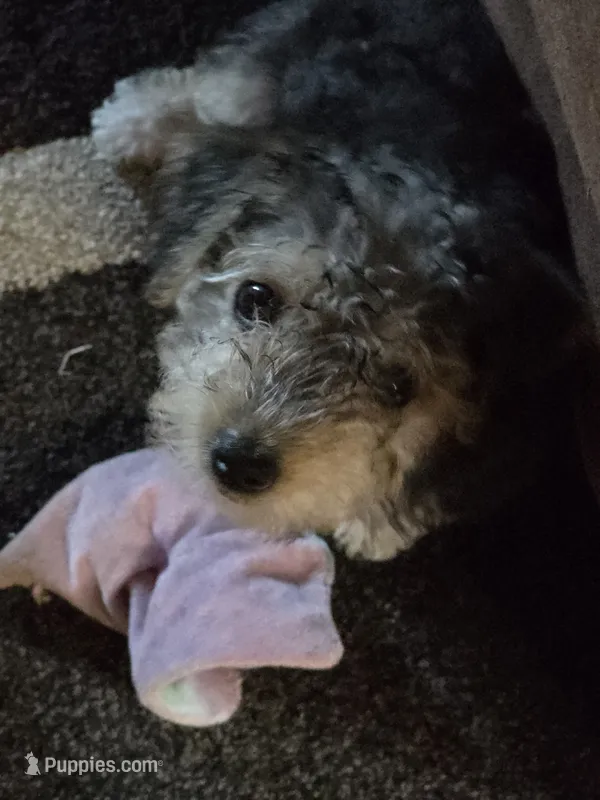 Lil bit – Yorkipoo puppy for sale in Laurens, SC