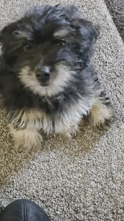 Benson , a male Maltipoo for sale in Laurens, SC – 7 of 10