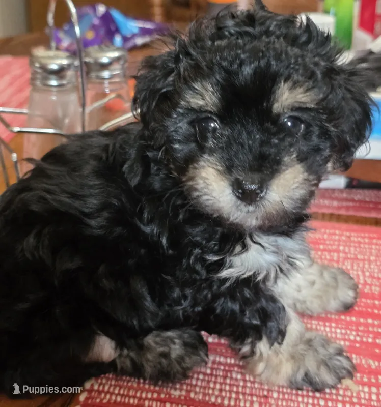 Stasha – Poodle - Multi-Colored Standard, Yorkshire Terrier puppy for sale in Laurens, SC