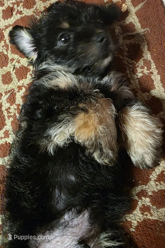 Chunky  – Yorkipoo puppy for sale in Laurens, SC
