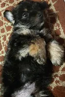 Benson , a male Yorkipoo for sale in Laurens, SC – 1 of 10