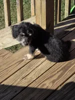 Benson , a male Maltipoo for sale in Laurens, SC – 3 of 10