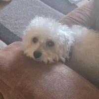 Teddy, a male Morkie for sale in Laurens, SC – Photo 3 of 5