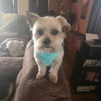 Teddy, a male Morkie for sale in Laurens, SC – Photo 4 of 5