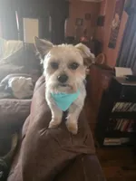 Teddy, a male Morkie for sale in Laurens sc, LAURENS SC – Photo 4 of 4