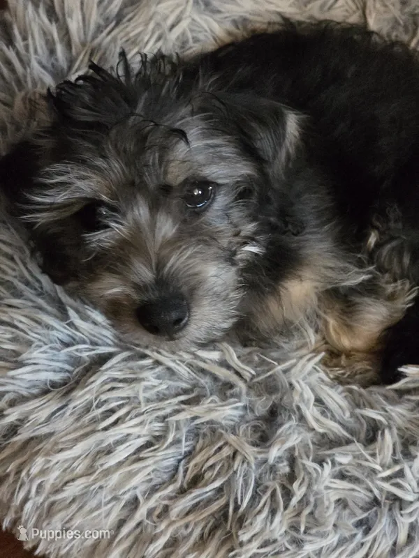 Teddy, a male Maltipoo and Yorkipoo for sale in Laurens, SC – Photo 1 of 7