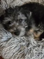 Teddy, a male Maltipoo and Yorkipoo for sale in Laurens, SC – Photo 1 of 7