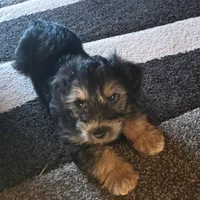 Teddy, a male Morkie for sale in Laurens, SC – Photo 2 of 5